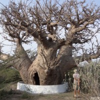 Adansonia digitata L.
